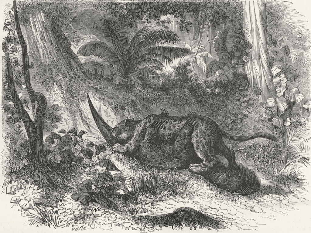 BRAZIL. Trombetas. Fight between Jaguar & Ant-eater 1880 old antique print